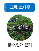 나무 : 소나무